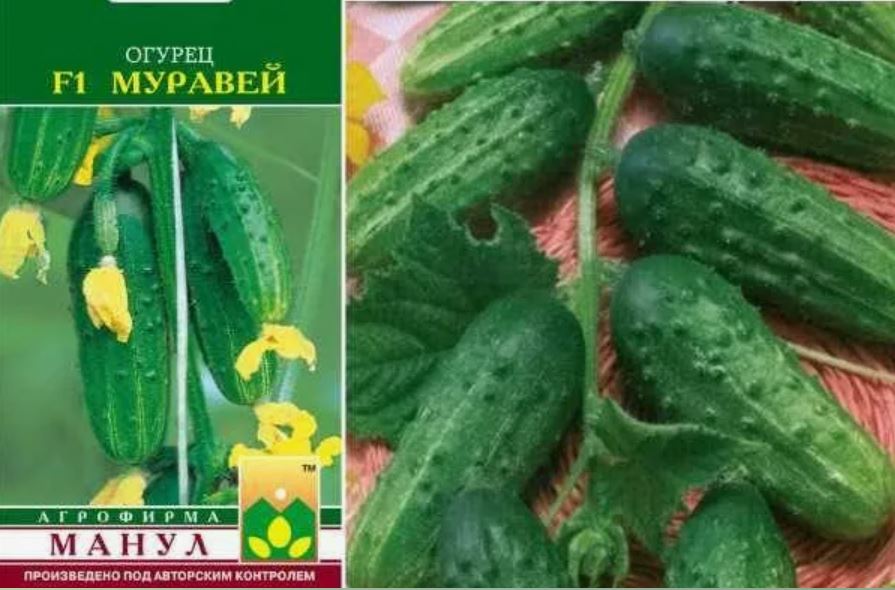 самоопыляемый сорт муравей