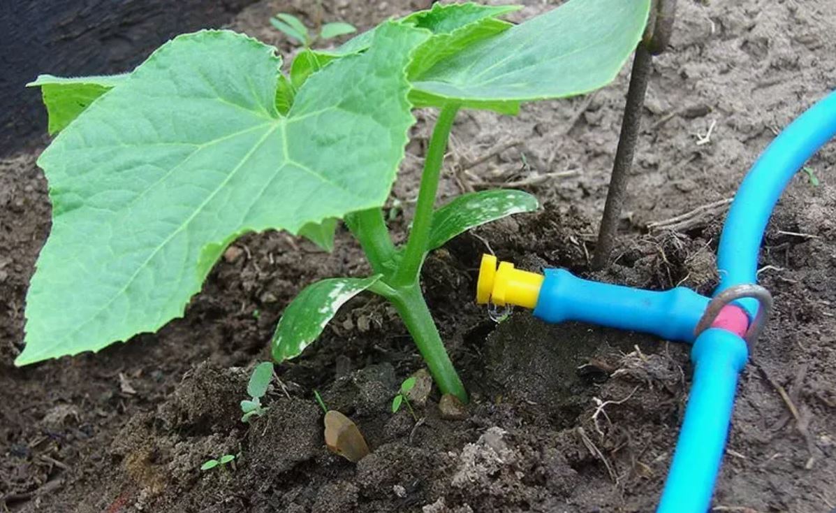 Полив огурцов