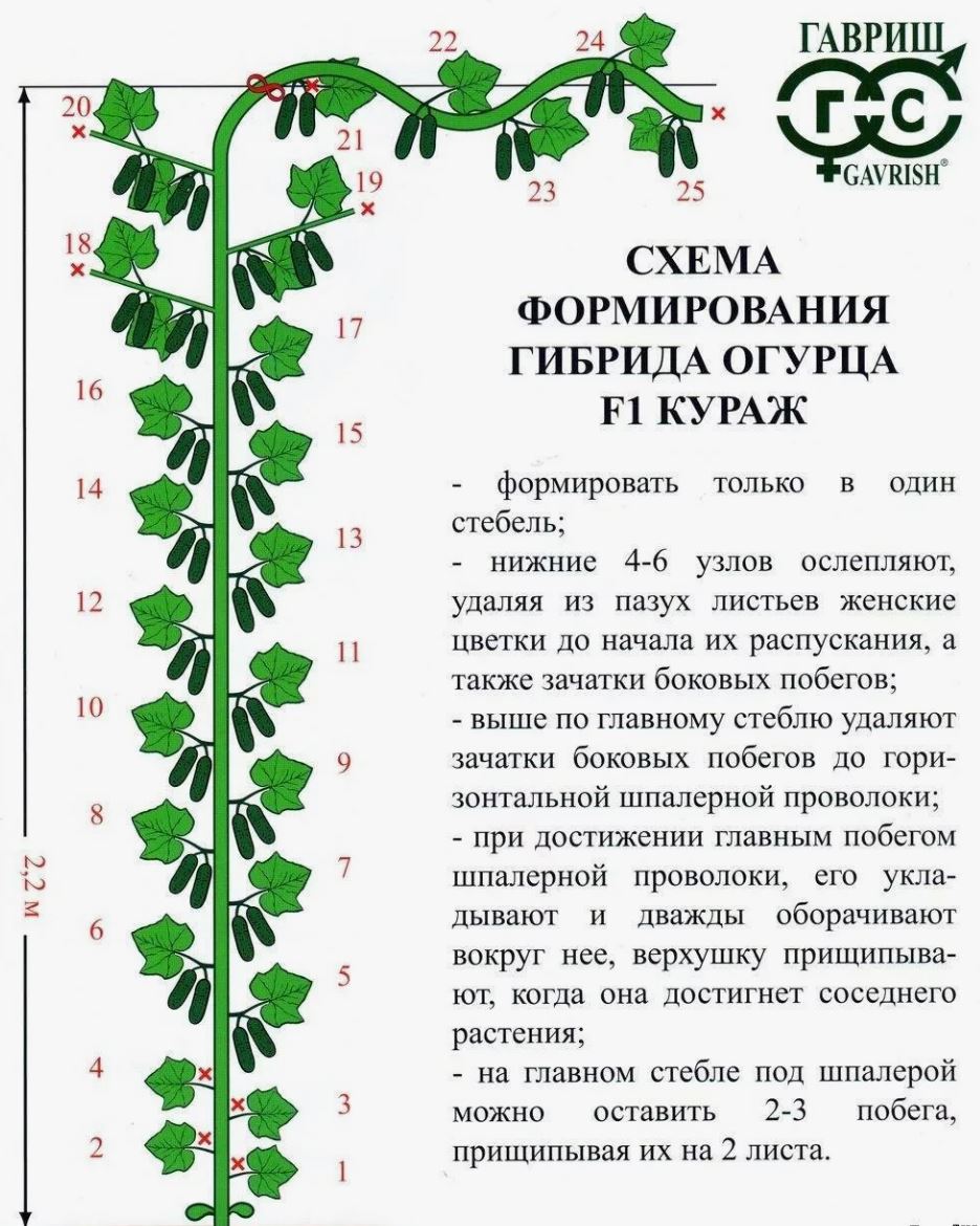 Схема формирования гибрида огурца Кураж