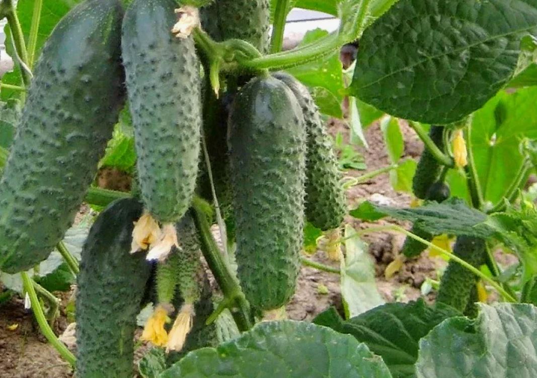 Огурцы Кураж